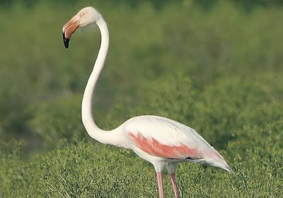Parc dels Aiguamolls de L'Empordà