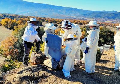 Beekeeping experience in Mont-Rebei