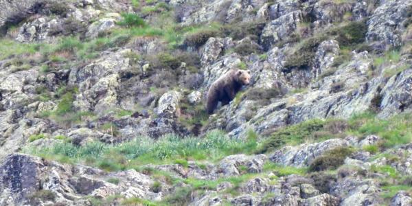 Os bru - brown bear - pirineus